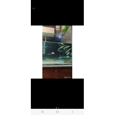 

Ikan channa yellow sentarum size 4-5