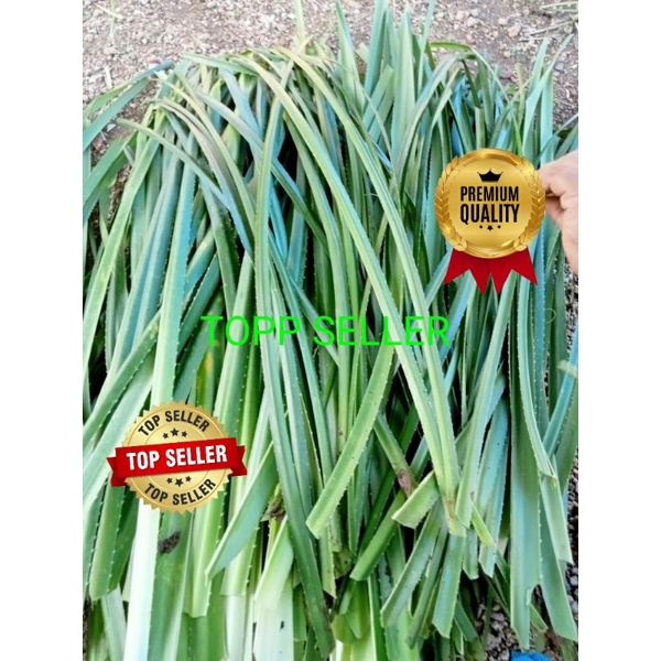 

DAUN PANDAN DURI UNTUK ANYAMAN FRESH 1000 GRAM (PREMIUM QUALITY)