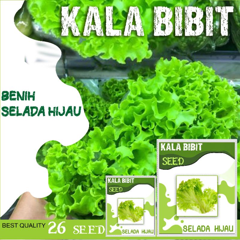 Benih Selada Hijau