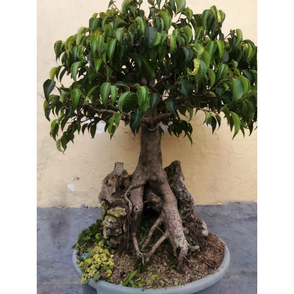 bonsai beringin benjamina real pic