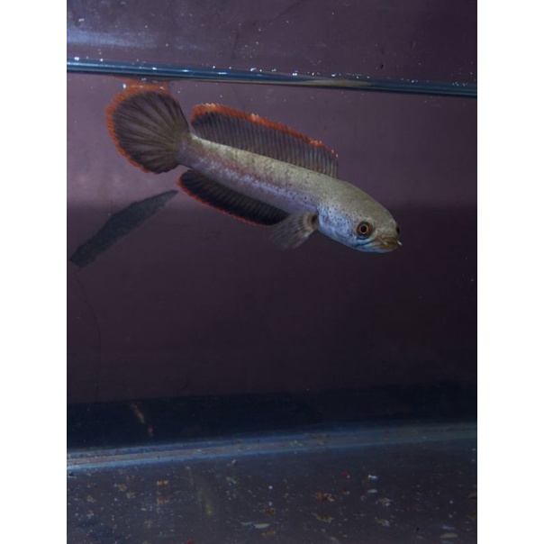 Channa limbata 10 cm singgle tank