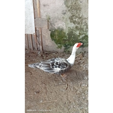 

TELUR ENTOK / MENTOK HIAS WHITEB HEAD BARRED SIAP DI TETASKAN