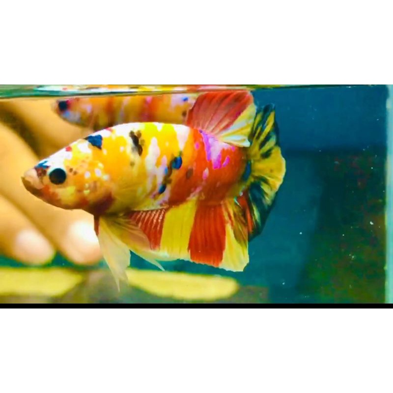 yellow base multicolor