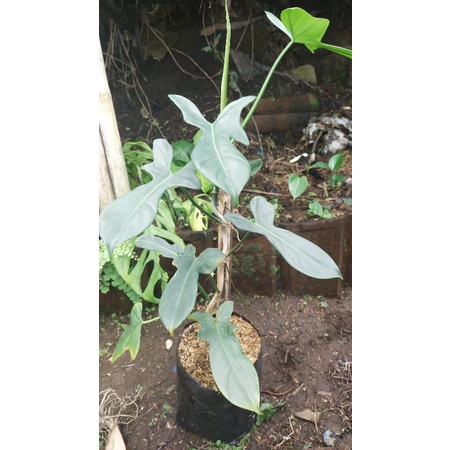 philodendron bipennifolium / philodendron violin