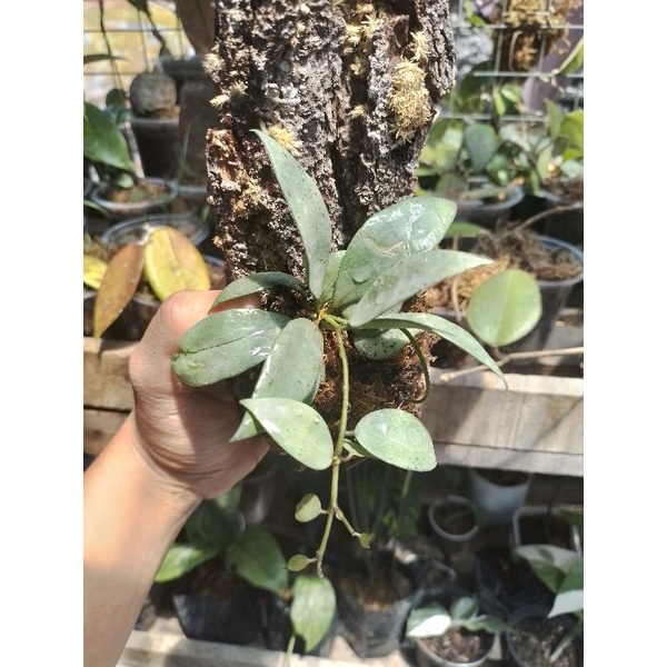 hoya lacunosa eskimo