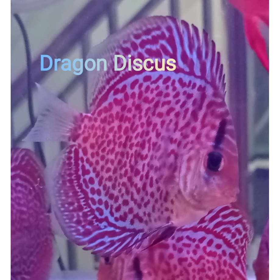 Discus Ring Leopard 2,5 inch s/d 3 inch