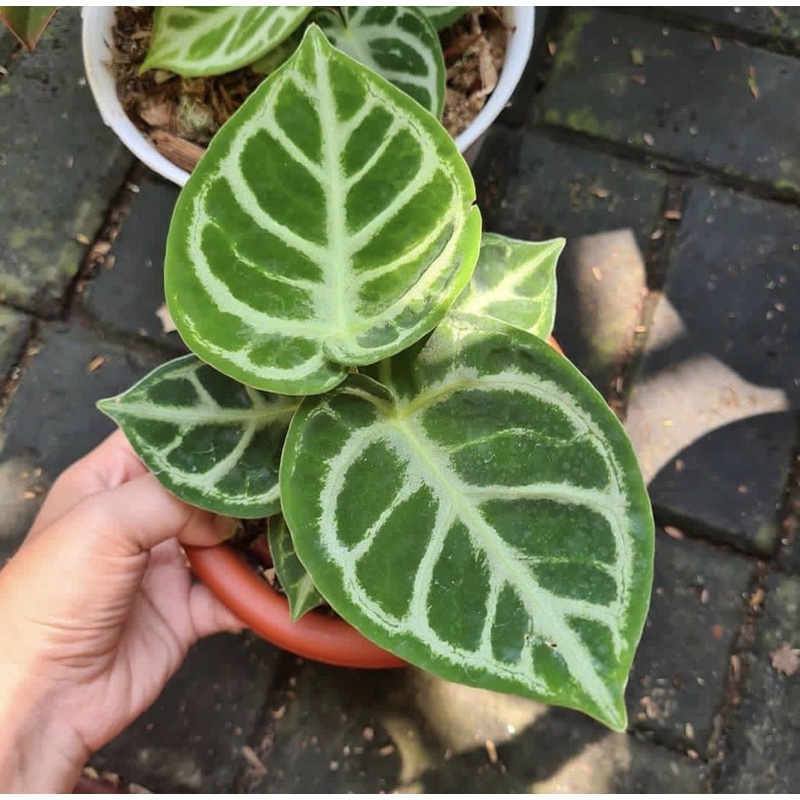 antorium dorayaki mangkok silver - kuping gajah dorayaki mangkok - dorayaki mangkok