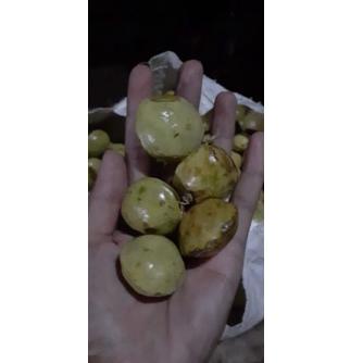 

TERBARU jengkol muda / lalap / sayuran 250g 2393 へ
