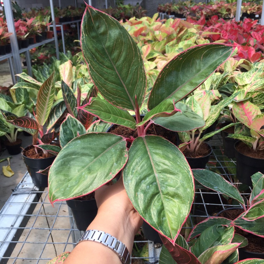 Tanaman Hias Aglonema Lipstik Peterpan / Lipstik Greg