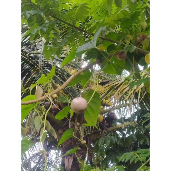 

kentang gantung(AIR POTATO)