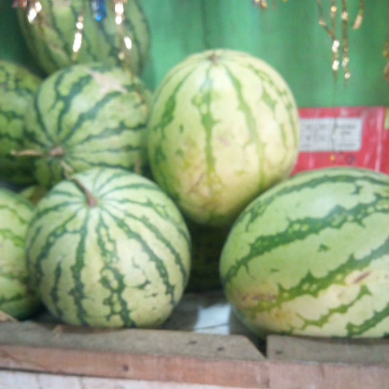 

semangka kiloan