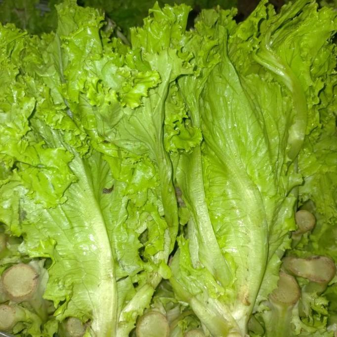 

BEST SALES SAYUR SELADA 1KG BERKUALITAS