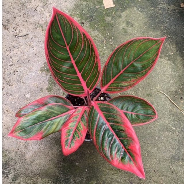 Aglonema Kanza size Remaja / Aglonema cantik murah