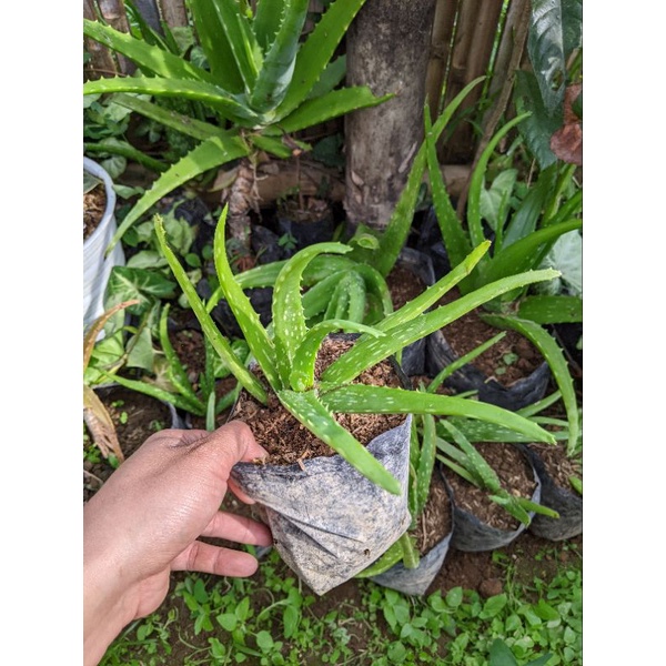 DIARY PETANI - 100 Gram Pupuk NPK Penyubur Tanah dan Tumbuhan