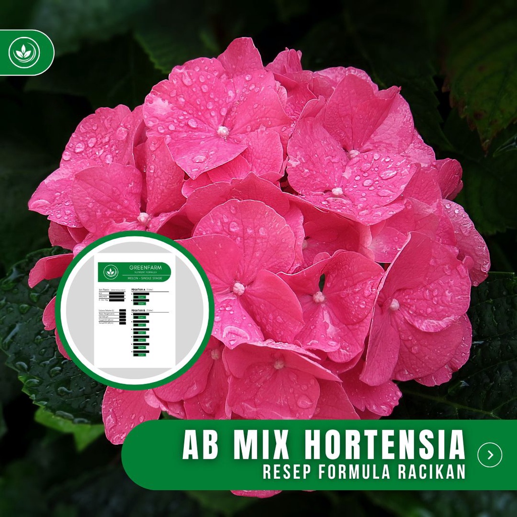 Resep AB Mix Hortensia Formula Racikan Nutrisi Bunga Hortensia
