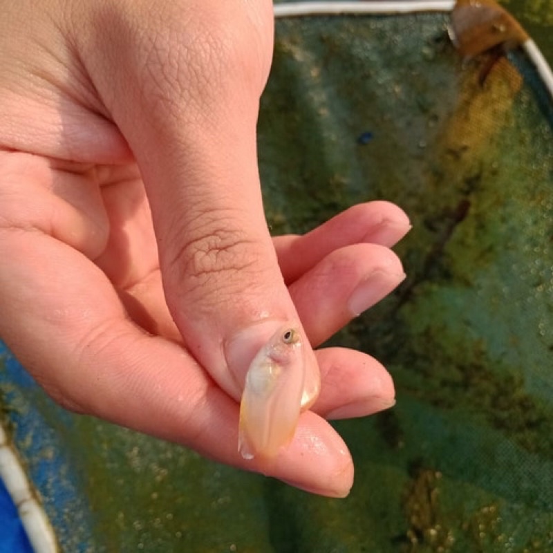 paket 75 gurame padang nguku