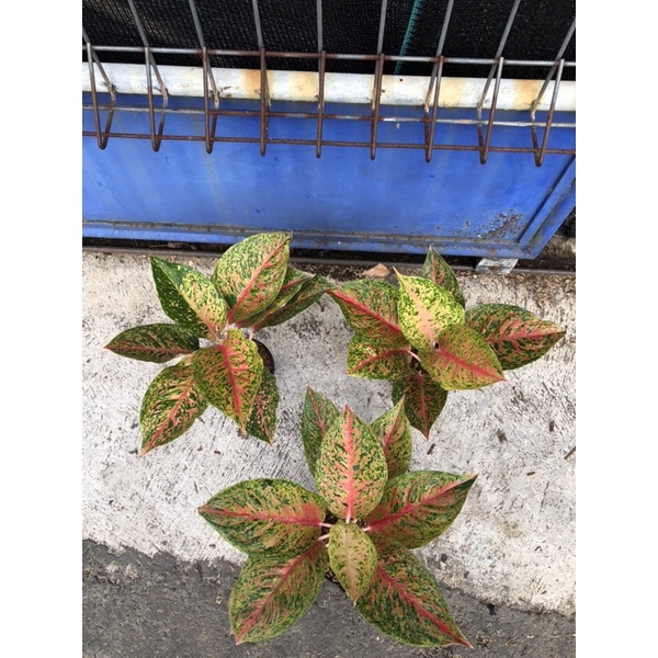 Aglaonema striptease jumbo