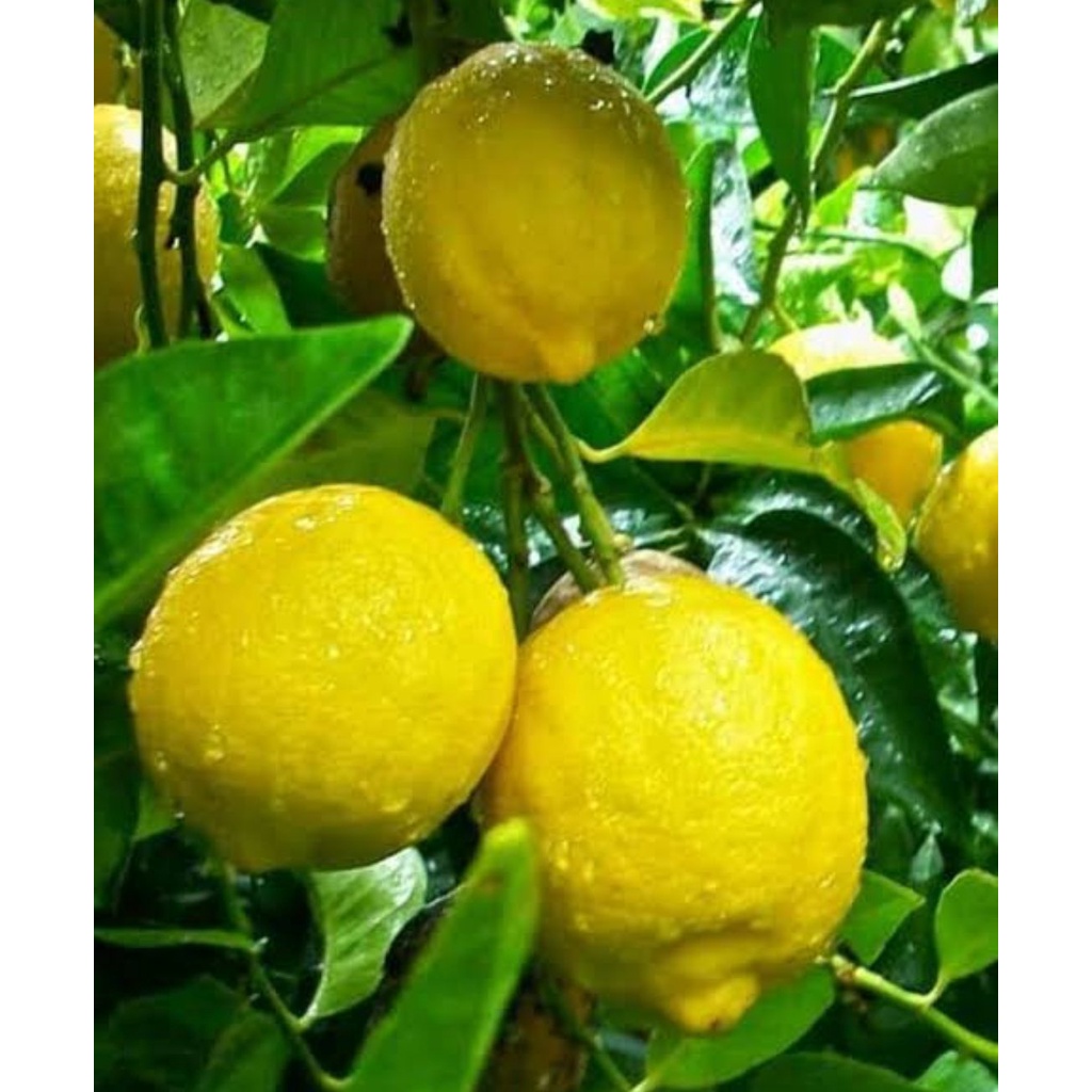 bibit jeruk lemon tea okulasi