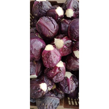 

KOL UNGU FRESH LANGSUNG PETIK KEBUN berat 1 kg