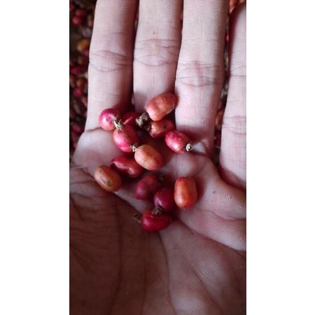 

buah laja/buah lengkuas