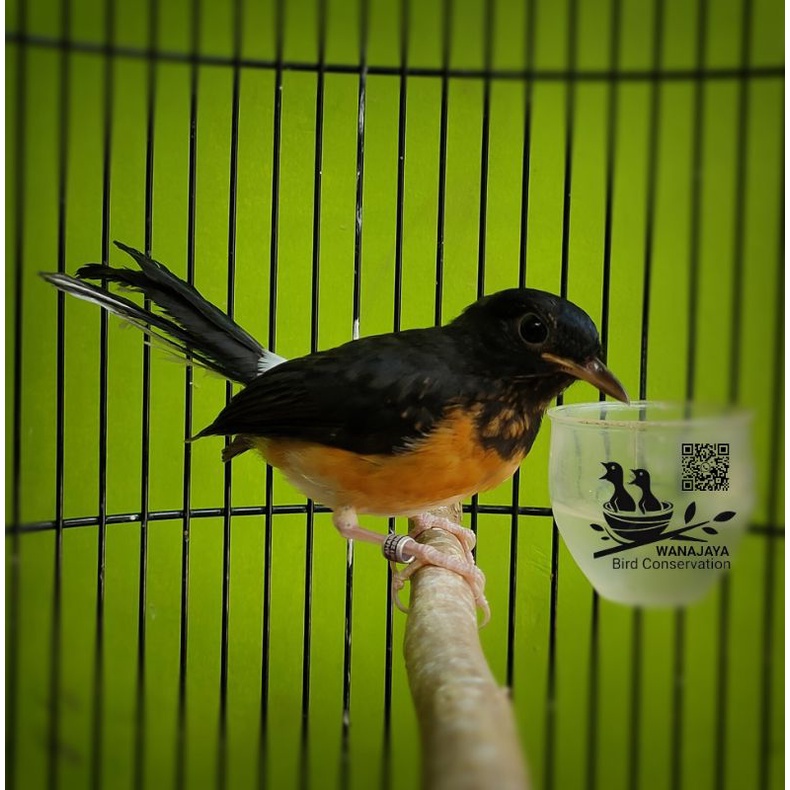 trotol betina murai batu