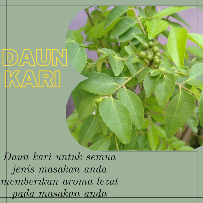 

daun-kari-segar-cocok-untuk-masakan