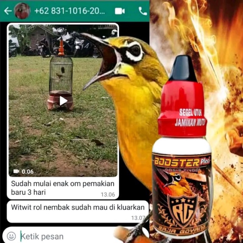 BOSTER pleci dosis tinggi vitamin penggacor burung pleci doping burung pleci 100%original