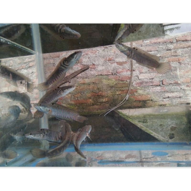 

Pulcra 10-12 cm kualitas baru
