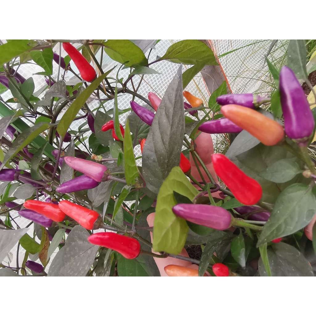 Benih Bibit Biji - Cabai Blue Christmas Cabe Pelangi Rainbow Pepper Seeds