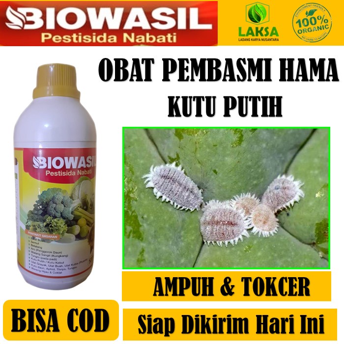 OBAT SEMPROT HAMA KUTU PUTIH - Insektisida BIOWASIL Pestisida Nabati Ampuh Atasi Hama Kutu Putih - P