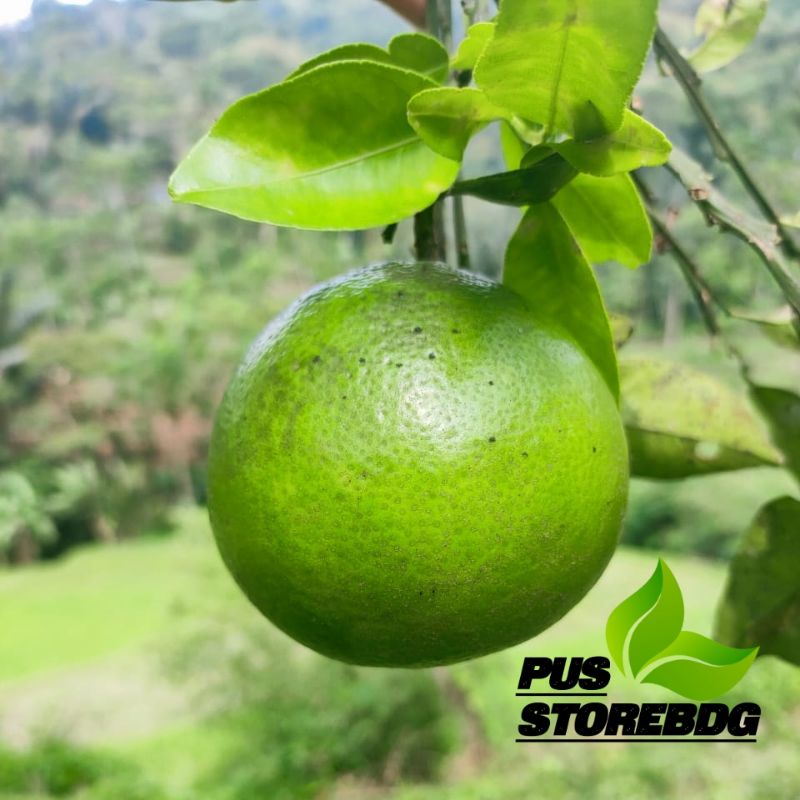 

Termurah Jeruk Garut Mini Fress 1kg