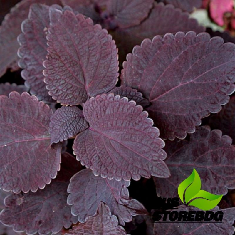 

Jual daun jawer kotok atau daun miyana 25 lembar