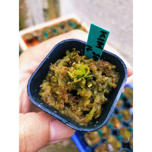 VFT Kim Jong IL Ukuran Anakan