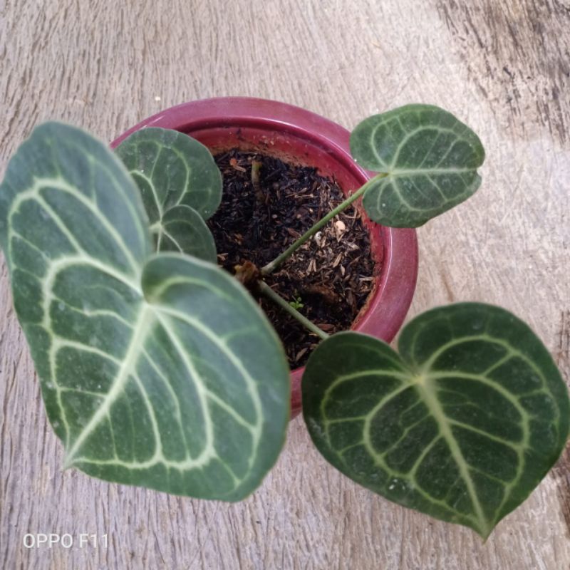 anthurium kuping gajah Dorayaki