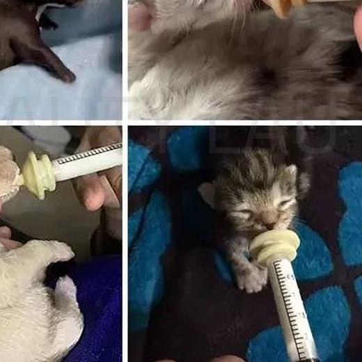 DOT KUCING BARU LAHIR PET MIRACLE NIPPLE DOT KITTEN ANAK KUCING ANJING MUSANG KELINCI