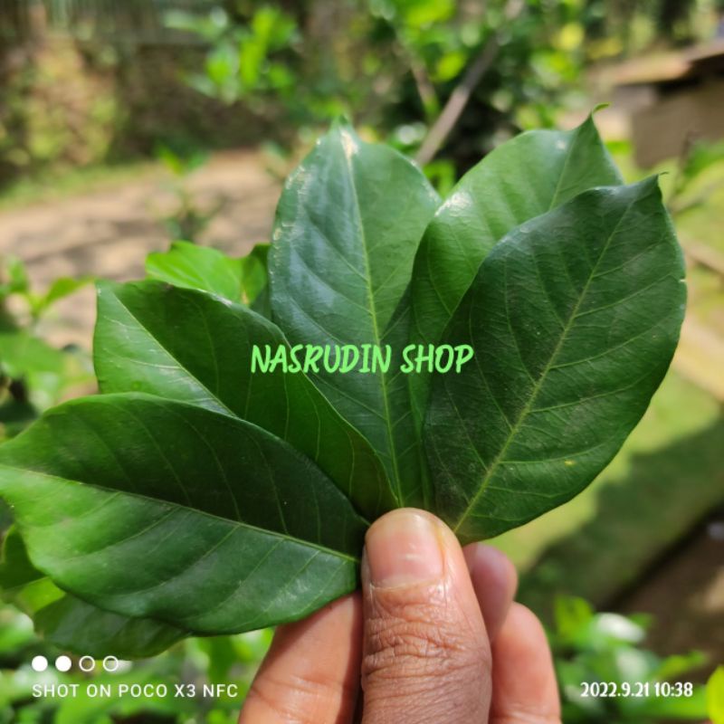 

DAUN KACA PIRING SEGAR 100 LEMBAR | DAUN KACAPIRING LANGSUNG PETIK | GARDENIA JASMINOIDES OBAT DIARE