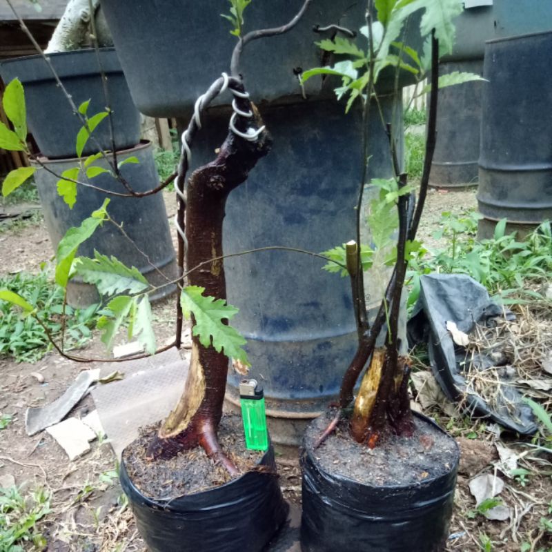 bahan bonsai ampelas hitam