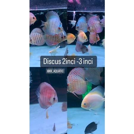 Discus 3inci / jenis sesuai stok/instan kurir/gojek