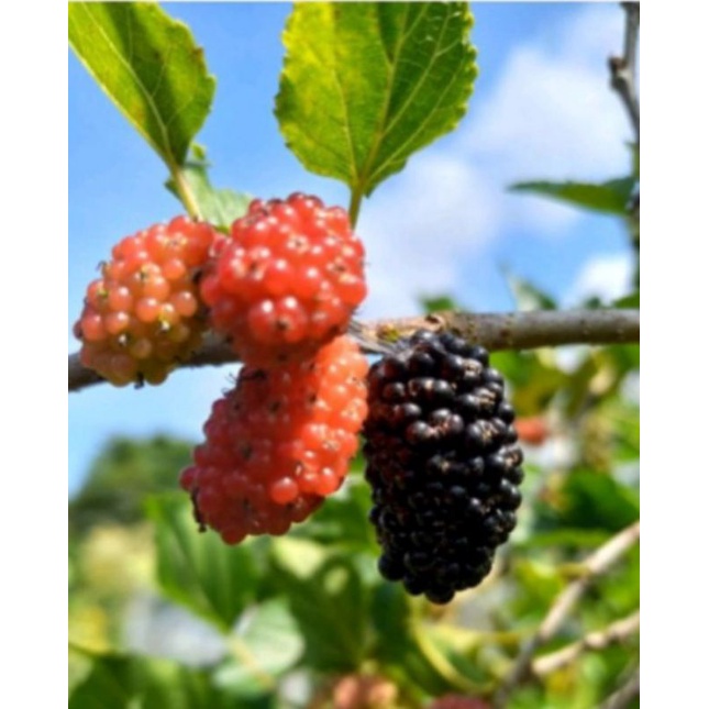 bibit murbei hidup #bahan bonsai murbei