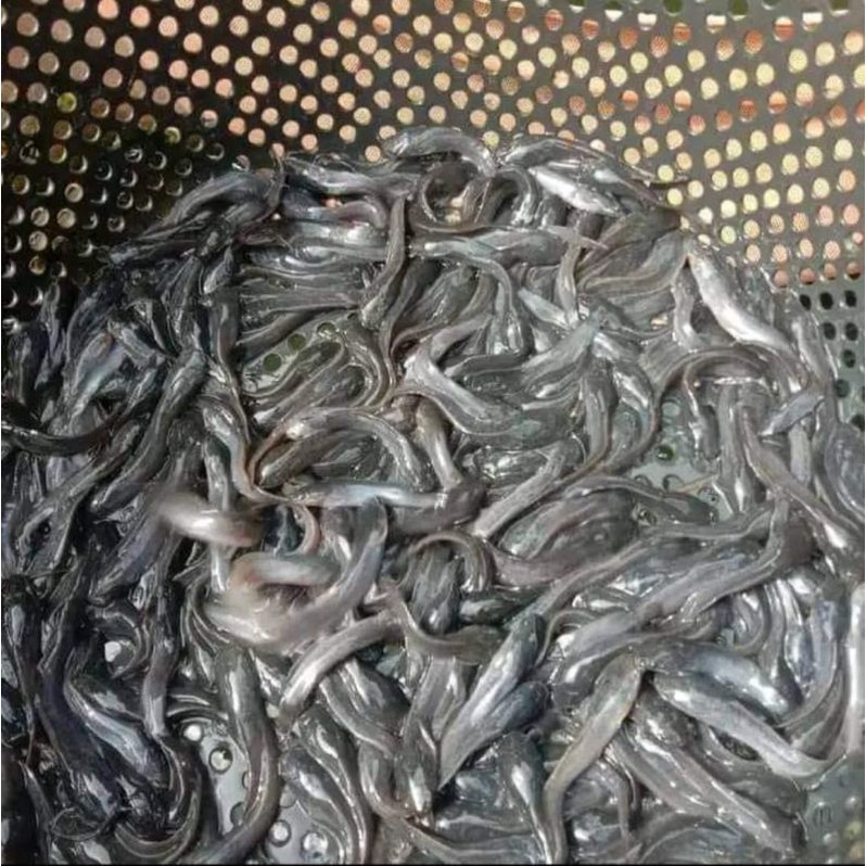 ( Bandung ) Bibit Lele Sangkuriang size 2-5cm