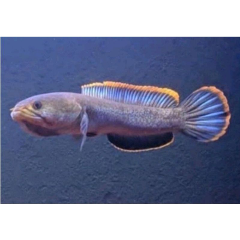 gabus limbata 15_18cm