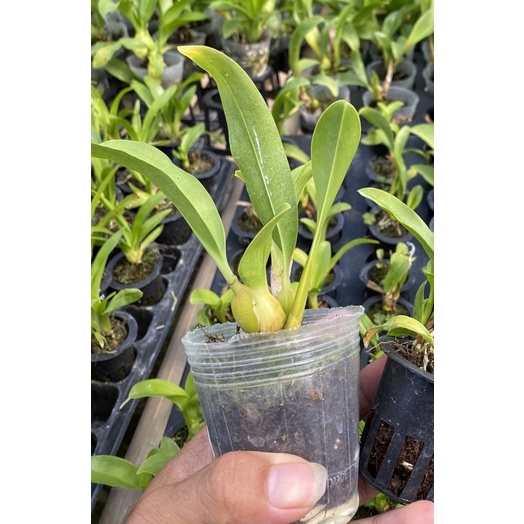 gramma Stapeliiflorum