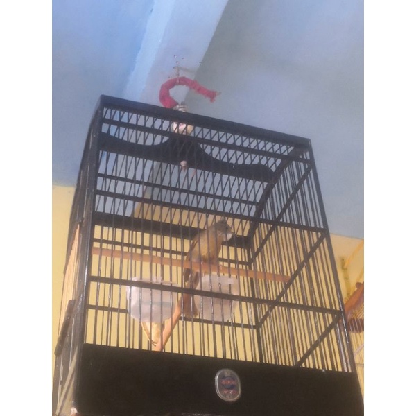 burung cucak jenggot jantan