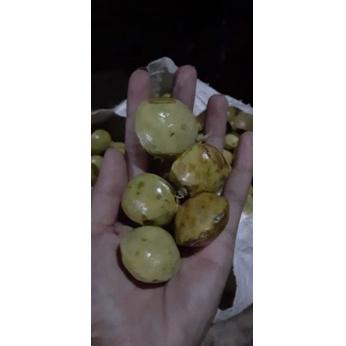 

BEST SELLER ㊔ jengkol muda / lalap / sayuran 250g ◈