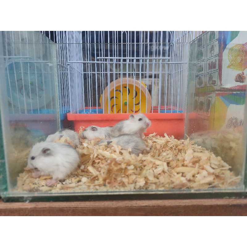 hamster winter white pearl