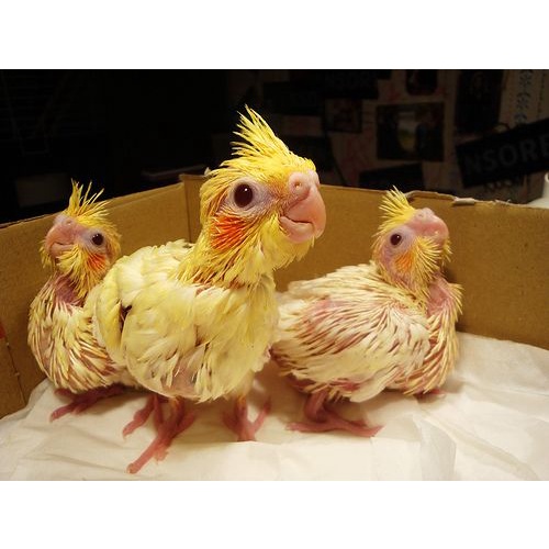 Baby Parkit Australia / Falk / Cockatiel/ Lutino MM - Kurir Instan