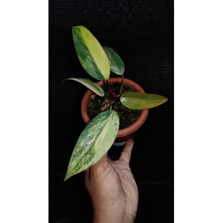 philodendron Strawberry Shake