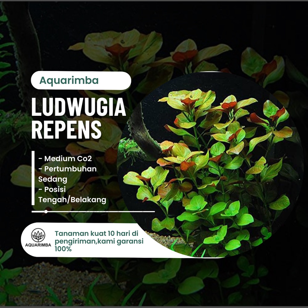 Ludwigia Repens - Tanaman Aquascape Pemula - Easy