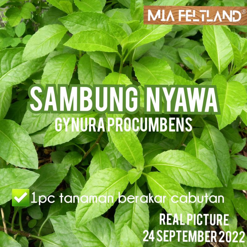 Fresh cutting SAMBUNG NYAWA dan Daun DEWA Gynura Divaricata Gynura Procumbens