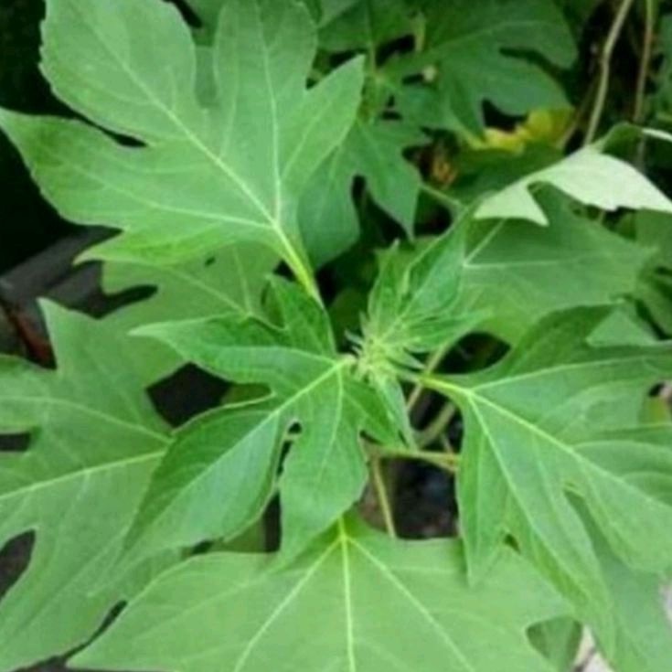 

Daun insulin segar daun kipahit 1 kg